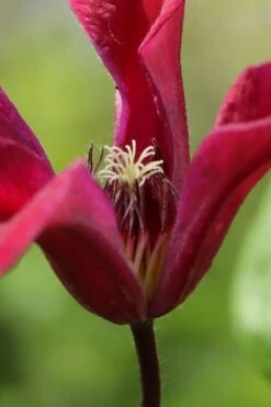 Gravetye Beauty Clematis - 1 Gallon Pot -Wilson Bros Gardens clematis texensis gravetye beauty 1