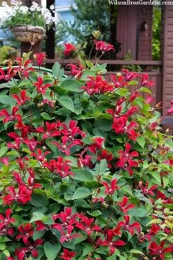 Gravetye Beauty Clematis - 1 Gallon Pot -Wilson Bros Gardens clematis texensis gravetye beauty 10