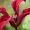 Gravetye Beauty Clematis - 1 Gallon Pot 1 Gravetye Beauty Clematis - 1 Gallon Pot -Wilson Bros Gardens clematis texensis gravetye beauty 2