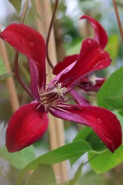 Gravetye Beauty Clematis - 1 Gallon Pot -Wilson Bros Gardens clematis texensis gravetye beauty 7
