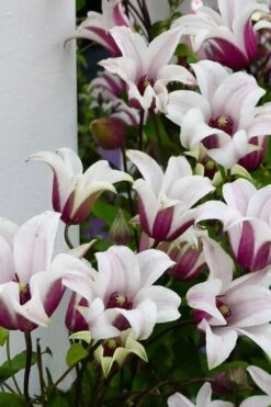 Princess Kate Clematis - 1 Gallon Pot 21 Princess Kate Clematis - 1 Gallon Pot -Wilson Bros Gardens clematis texensis princess kate 15