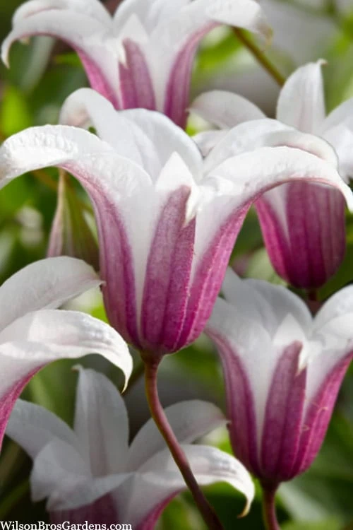 Princess Kate Clematis - 1 Gallon Pot 7 Princess Kate Clematis - 1 Gallon Pot - Image 5