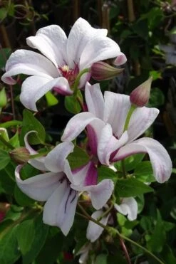 Princess Kate Clematis - 1 Gallon Pot 18 Princess Kate Clematis - 1 Gallon Pot -Wilson Bros Gardens clematis texensis princess kate 5