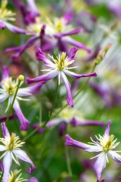 Rubromarginata Fragrant Clematis - 1 Gallon Pot 9 Rubromarginata Fragrant Clematis - 1 Gallon Pot - Image 7