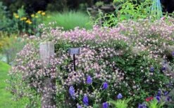 Rubromarginata Fragrant Clematis - 1 Gallon Pot 16 Rubromarginata Fragrant Clematis - 1 Gallon Pot -Wilson Bros Gardens clematis triternata rubromarginata 6