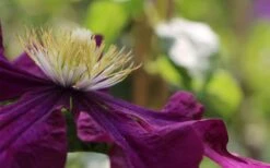 Warsaw Nike Clematis - 1 Gallon Pot -Wilson Bros Gardens clematis warsaw nike 10