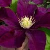Warsaw Nike Clematis - 1 Gallon Pot 2 Warsaw Nike Clematis - 1 Gallon Pot -Wilson Bros Gardens clematis warsaw nike 15