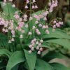 Pink Lily Of The Valley (Convallaria Majalis 'Rosea') - 1 Gallon Pot 1 Pink Lily Of The Valley (Convallaria Majalis 'Rosea') - 1 Gallon Pot -Wilson Bros Gardens convallaria majalis rosea pink lily of the valley 2