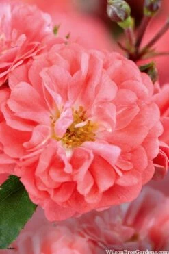 Coral Drift Groundcover Rose - 1 Gallon Pot -Wilson Bros Gardens coral drift rose 101