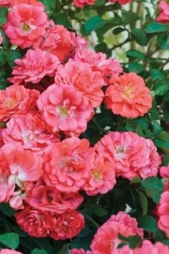 Coral Drift Groundcover Rose - 1 Gallon Pot -Wilson Bros Gardens coral drift rose 102