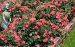 Coral Drift Groundcover Rose - 1 Gallon Pot -Wilson Bros Gardens coral drift rose 104