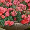 Coral Drift Groundcover Rose - 1 Gallon Pot -Wilson Bros Gardens coral drift rose 105