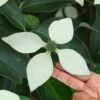 Bernice Evergreen Dogwood Tree (Cornus Angustata) - 2 Gallon Pot -Wilson Bros Gardens cornus angustata bernice evergreen dogwood tree 8