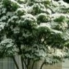 White Kousa Chinese Dogwood (Multi-Trunk) - 7 Gallon Pot (3-4') -Wilson Bros Gardens cornus kousa multi trunk white chinese dogwood tree 1