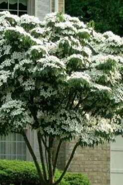 White Kousa Chinese Dogwood (Multi-Trunk) - 7 Gallon Pot (3-4')