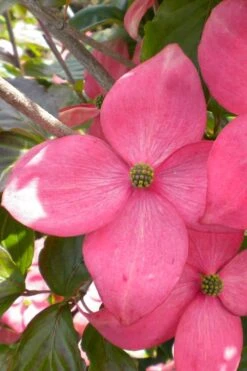 Pink Chinese Dogwood - Cornus Kousa 'Satomi' - 2 Gallon Pot 13 Pink Chinese Dogwood - Cornus Kousa 'Satomi' - 2 Gallon Pot -Wilson Bros Gardens cornus kousa satomi pink dogwood 20