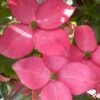 Pink Chinese Dogwood - Cornus Kousa 'Satomi' - 3 Gallon Pot 1 Pink Chinese Dogwood - Cornus Kousa 'Satomi' - 3 Gallon Pot -Wilson Bros Gardens cornus kousa satomi pink dogwood 21 1
