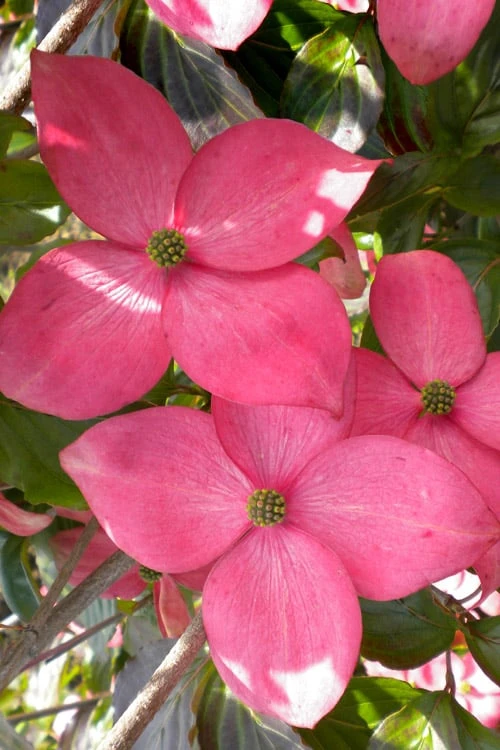 Pink Chinese Dogwood - Cornus Kousa 'Satomi' - 2 Gallon Pot 3 Pink Chinese Dogwood - Cornus Kousa 'Satomi' - 2 Gallon Pot