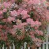 Grace Pink Flowering Smoke Tree - 5 Gallon Pot 2 Grace Pink Flowering Smoke Tree - 5 Gallon Pot -Wilson Bros Gardens cotinus coggygria grace smoke tree 11