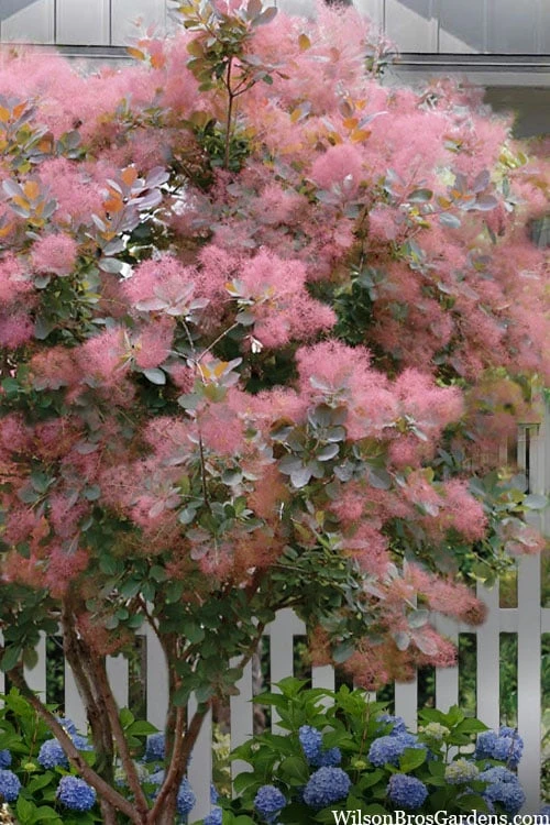 Grace Pink Flowering Smoke Tree - 5 Gallon Pot 3 Grace Pink Flowering Smoke Tree - 5 Gallon Pot