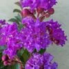 Catawba Purple Crape Myrtle - 5 Gallon Pot -Wilson Bros Gardens crape myrtle catawba 7