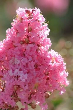 Sioux Pink Crape Myrtle Tree (Single Trunk) - 5 Gallon Pot -Wilson Bros Gardens crape myrtle sioux pink 52