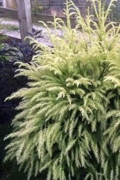 Sekken Sugi Golden Cryptomeria (Japanese Cedar) - 5 Gallon Pot 11 Sekken Sugi Golden Cryptomeria (Japanese Cedar) - 5 Gallon Pot -Wilson Bros Gardens cryptomeria japonica sekkan sugi japanese cedar 2