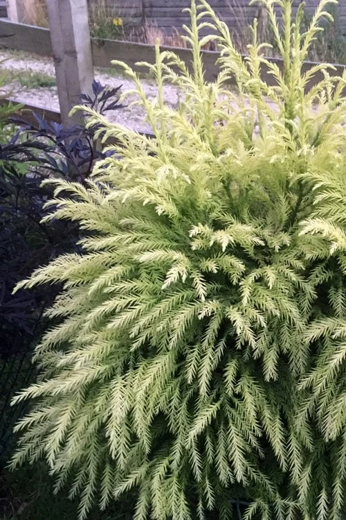 Sekken Sugi Golden Cryptomeria (Japanese Cedar) - 5 Gallon Pot 6 Sekken Sugi Golden Cryptomeria (Japanese Cedar) - 5 Gallon Pot - Image 4