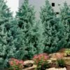 Carolina Sapphire Arizona Cypress - 7 Gallon Pot (4-5') -Wilson Bros Gardens cupressus arizonica arizona carolina sapphire cypress 101
