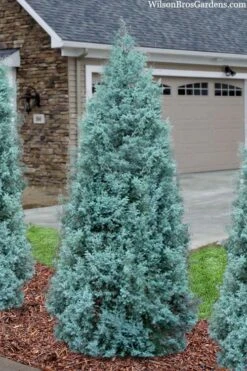 Blue Ice Arizona Cypress - 7 Gallon Pot (5-6') -Wilson Bros Gardens cupressus arizonica blue ice cypress 101
