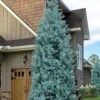 Blue Ice Arizona Cypress - 7 Gallon Pot (5-6') -Wilson Bros Gardens cupressus arizonica blue ice cypress 104