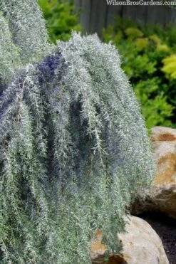 Raywood Weeping Arizona Cypress - 6 Gallon Pot 9 Raywood Weeping Arizona Cypress - 6 Gallon Pot -Wilson Bros Gardens cupressus arizonica raymonds weeping arizona cypress 3