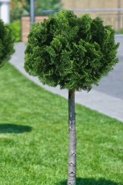 Dwarf Hinoki Cypress Tree (Single Trunk Topiary) - 7 Gallon Pot -Wilson Bros Gardens cypress dwarf hinoki stand topiary tree form 1