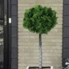 Dwarf Hinoki Cypress Tree (Single Trunk Topiary) - 7 Gallon Pot -Wilson Bros Gardens cypress dwarf hinoki stand topiary tree form 5