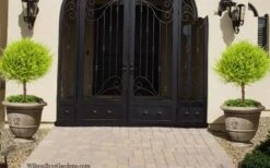 Goldcrest Monterey Lemon Cypress Single Ball Topiary - 2 Gallon Pot -Wilson Bros Gardens cypress gold crest monterey single ball topiary 2