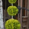Goldcrest Monterey Lemon Cypress 3-Ball Poodle Tier Topiary - 7 Gallon Pot -Wilson Bros Gardens cypress goldcrest monterey poodle tier 1