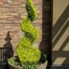 Goldcrest Monterey Lemon Cypress Spiral Topiary - 5 Gallon Pot 2 Goldcrest Monterey Lemon Cypress Spiral Topiary - 5 Gallon Pot -Wilson Bros Gardens cypress goldcrest monterey spiral topiary 11 1