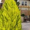 Goldcrest Monterey Lemon Cypress - 5 Gallon Pot -Wilson Bros Gardens cypress monterey goldcrest lemon 13 2