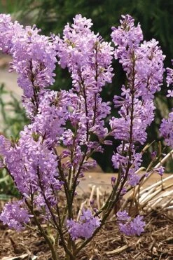 Lilac Daphne (Daphne Genkwa) - 2 Gallon Pot -Wilson Bros Gardens daphne genkwa lilac daphne 5