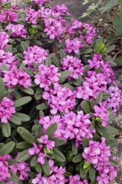 Lawrence Crocker Dwarf Daphne Tree (Standard Topiary) - 1 Gallon Pot -Wilson Bros Gardens daphne lawrence crocker 3