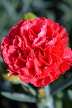 Early Bird Chili Dianthus (Carnations) 1 Gallon Pot -Wilson Bros Gardens dianthus early bird chili 1