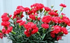 Early Bird Chili Dianthus (Carnations) 1 Gallon Pot -Wilson Bros Gardens dianthus early bird chili 2