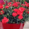 Early Bird Chili Dianthus (Carnations) 1 Gallon Pot -Wilson Bros Gardens dianthus early bird chili 4