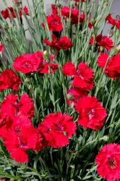 Fire Star Dianthus (Carnation) - 1 Gallon Pot -Wilson Bros Gardens dianthus fire star 2