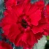 Fire Star Dianthus (Carnation) - 1 Gallon Pot -Wilson Bros Gardens dianthus fire star cottage pinks 100