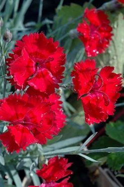 Fire Star Dianthus (Carnation) - 1 Gallon Pot -Wilson Bros Gardens dianthus fire star cottage pinks 101