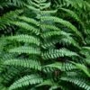 Champions Wood Fern (Dryopteris Championii) - 6 Pack Of 1 Gallon Pots -Wilson Bros Gardens dryopteris championii champions wood fern 1 1