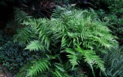 Champions Wood Fern (Dryopteris Championii) - 6 Pack Of 1 Gallon Pots -Wilson Bros Gardens dryopteris championii champions wood fern 6 1