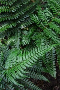 Champions Wood Fern (Dryopteris Championii) - 6 Pack Of 1 Gallon Pots -Wilson Bros Gardens dryopteris championii champions wood fern 7 1