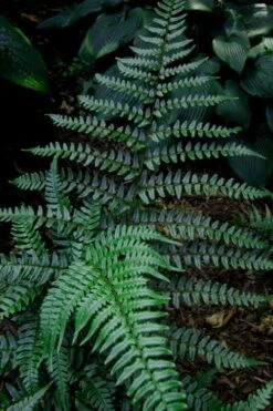 Champions Wood Fern (Dryopteris Championii) - 6 Pack Of 1 Gallon Pots -Wilson Bros Gardens dryopteris championii champions wood fern 8 1